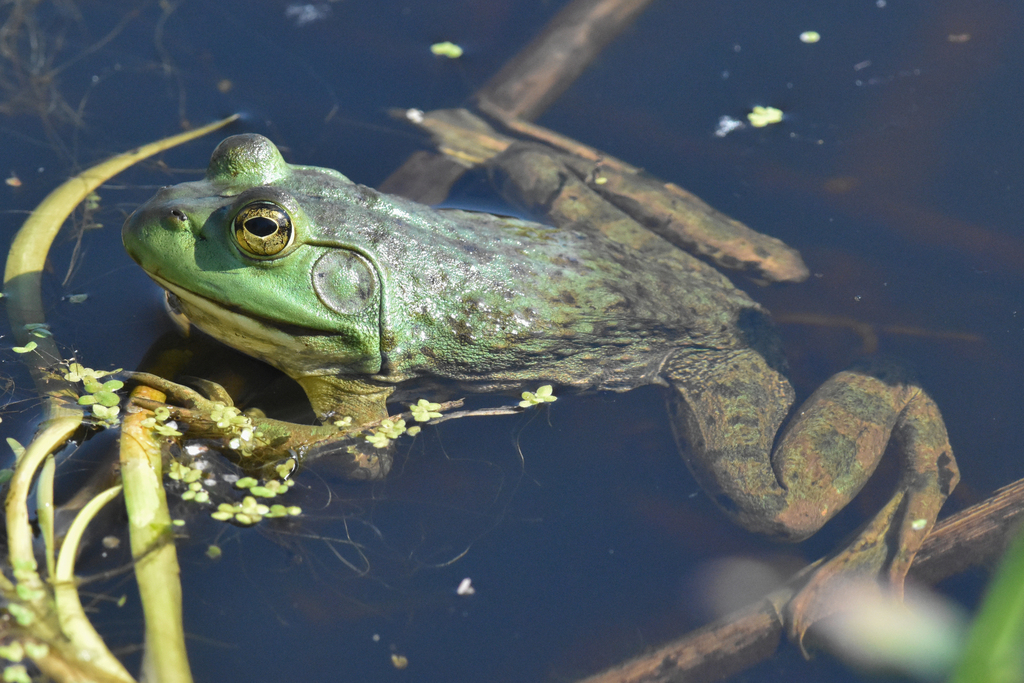 American Bullfrog at the edge of the water, a common source of Delaware frog sounds