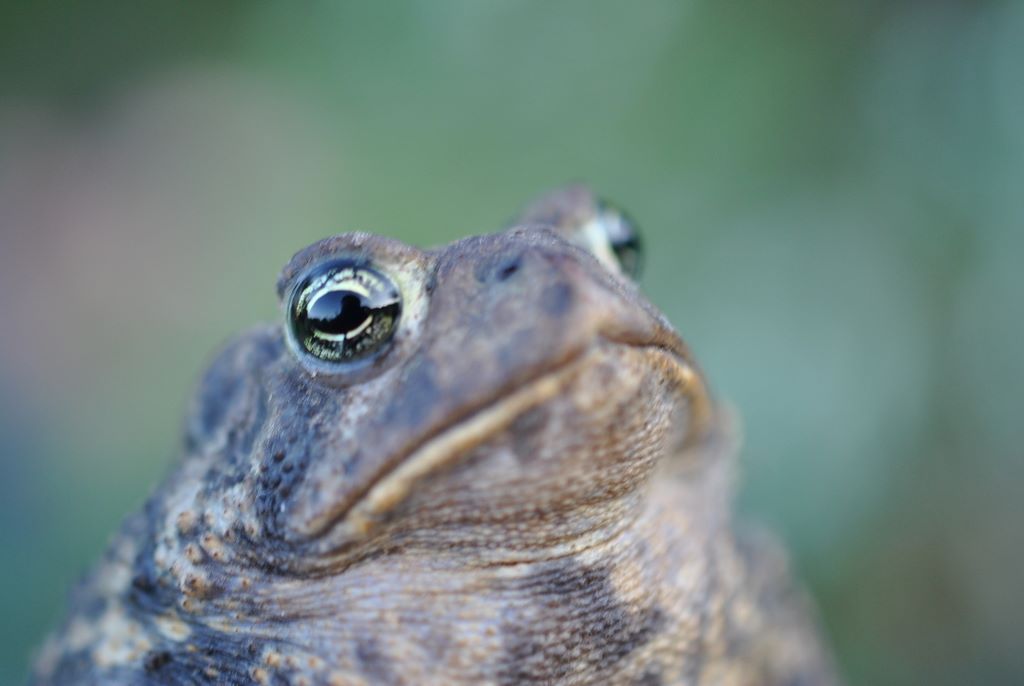 close up image of an American Toad