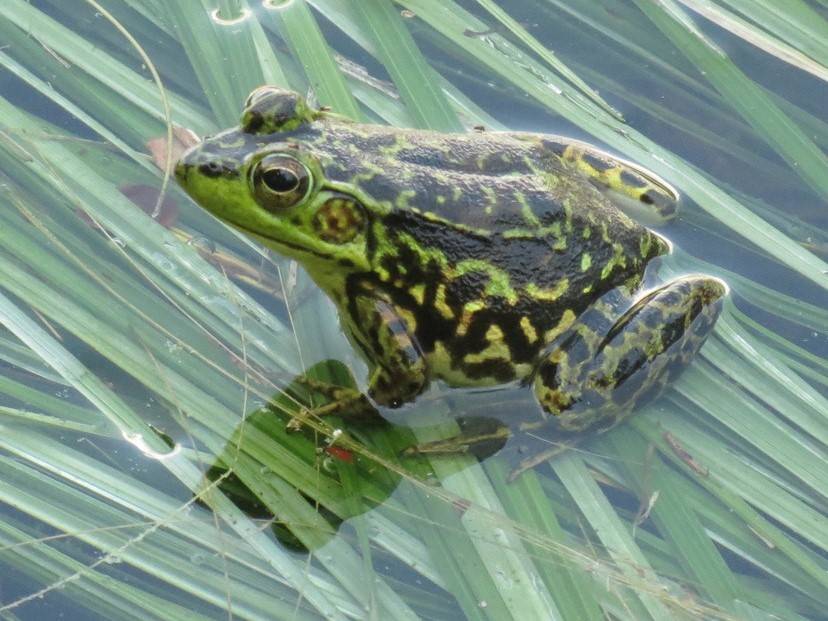 mink frog in the water