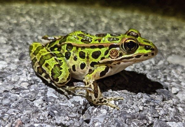 Northern Leopard Frog at night, side view