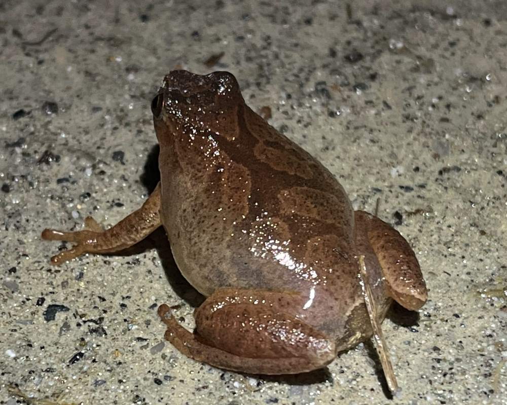 Pregnant spring peeper with identification marking on its back