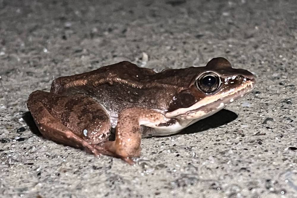 wood frog side view crossing road at night