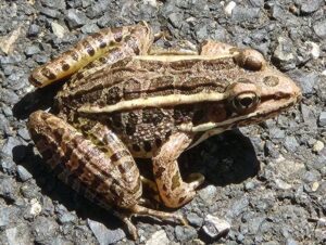 Frog And Toad Sounds Of West Virginia