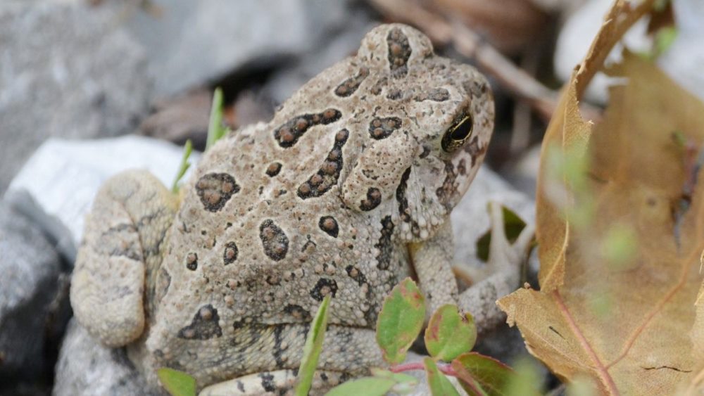 Grayish Fowler's Toad, among leaf litter