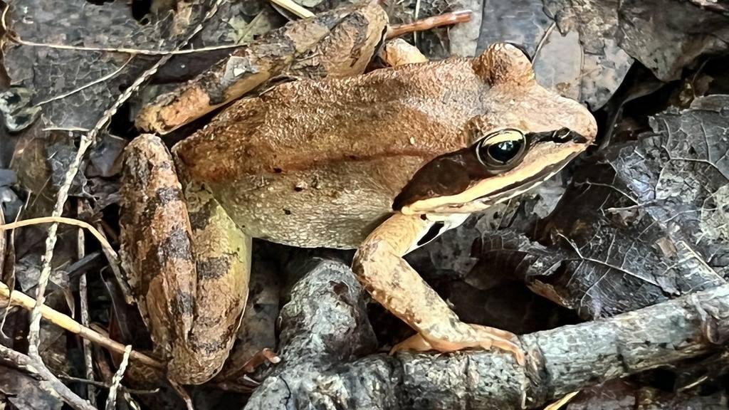 Wood Frog in leaf litter, a common species in Maine